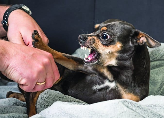 scared chihuahua