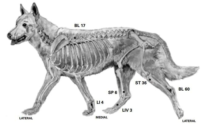 canine bladder meridian