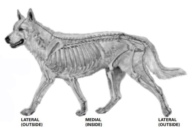 acupressure for hip dysplasia surgery