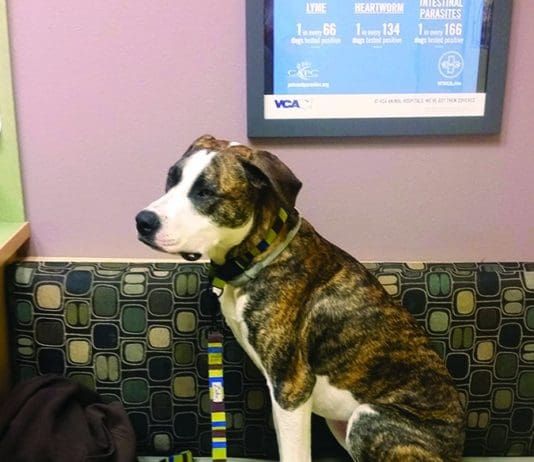 Insurance Archives Whole Dog Journal
