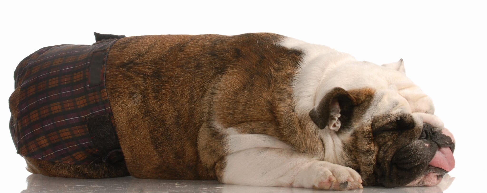 FEMALE DOG WEARING SANITARY DIAPER