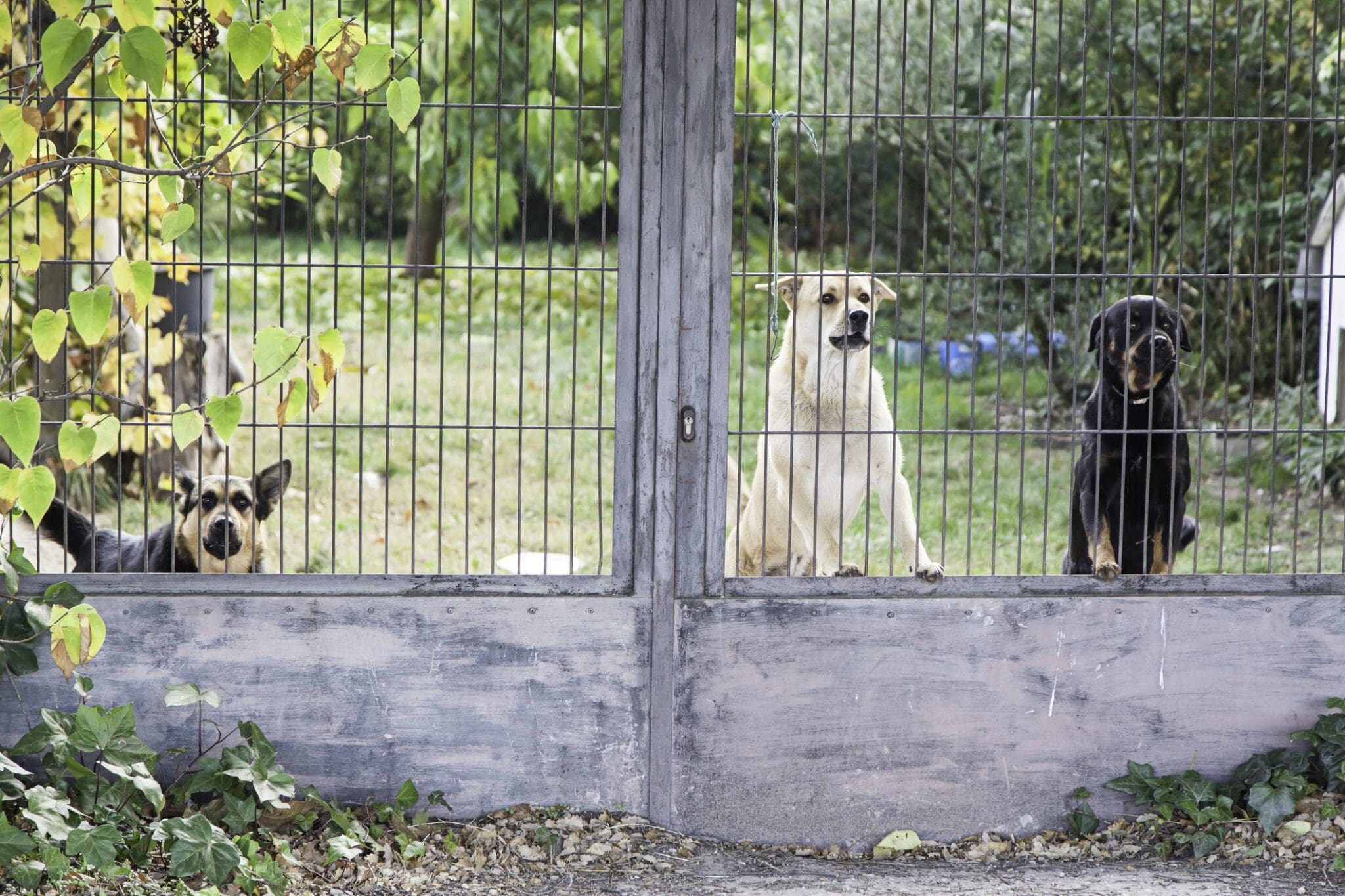 eager stray dogs