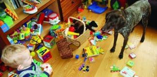 Sometimes rehoming a dog is the best option for keeping the dog and your family safe.