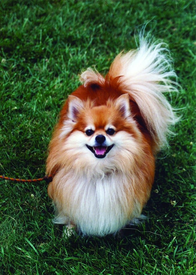 happy pomeranian