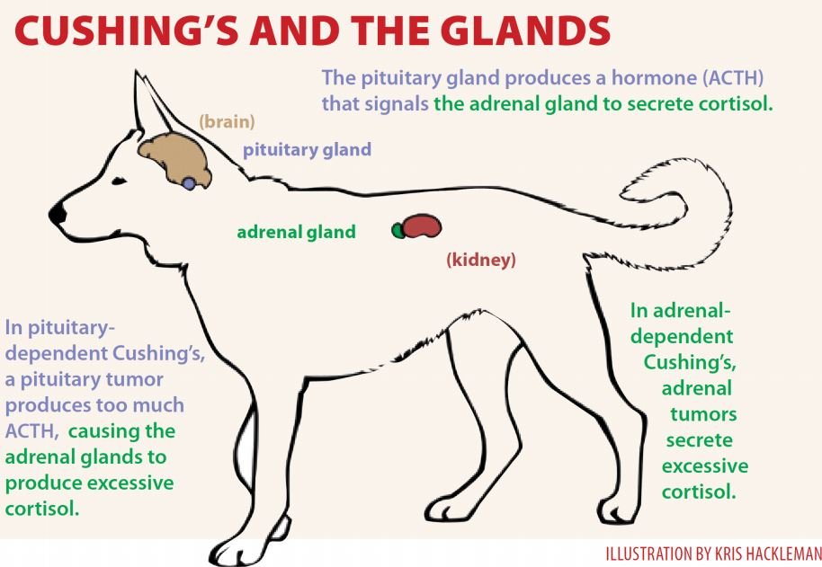 cushing's disease effect on dogs