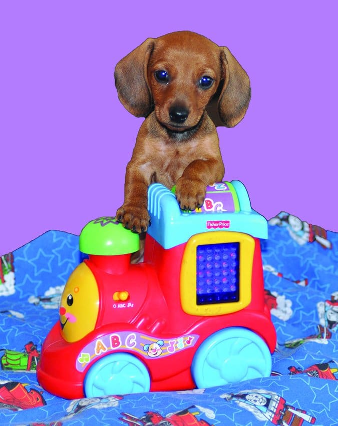 Puppy posed with a toddler's toy train