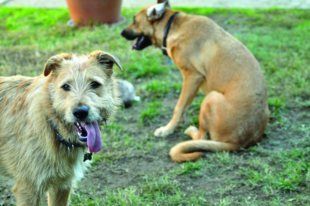 OTTO and lena best dog friends