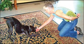 dog trainer teaching trick