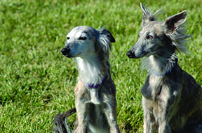 silken windhound