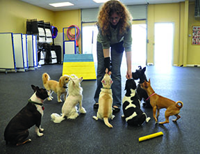 small dog daycare