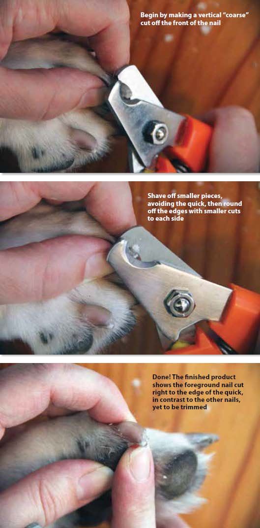 Cutting your dog's nails in a few easy steps – Handmade in Germany | Hunter  Pet Store
