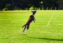 The GoDogGo automatic ball launcher in actions.