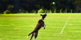 The GoDogGo automatic ball launcher in actions.