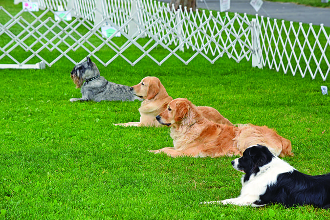 how to train a dog to stay how to train a dog to stay
