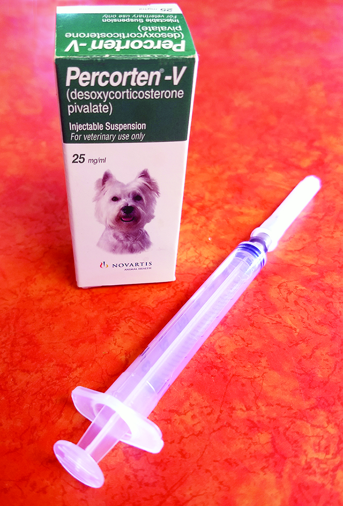 addisons disease in dogs treatment