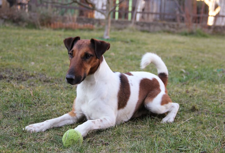 Smooth Fox Terrier