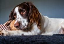 English Springer Spaniel dog