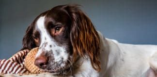 English Springer Spaniel dog