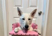 A white German Shepherd Dog sits in a Bailey Chair waiting for her meal.