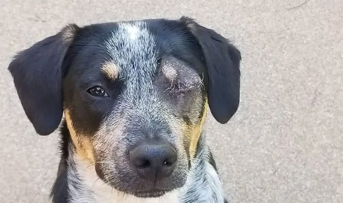 OdinEyeRemovedCloseUp