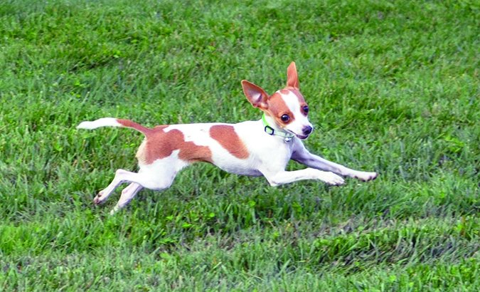small dog leaping