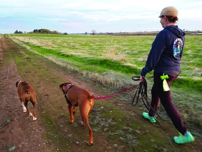 off-leash dog walking