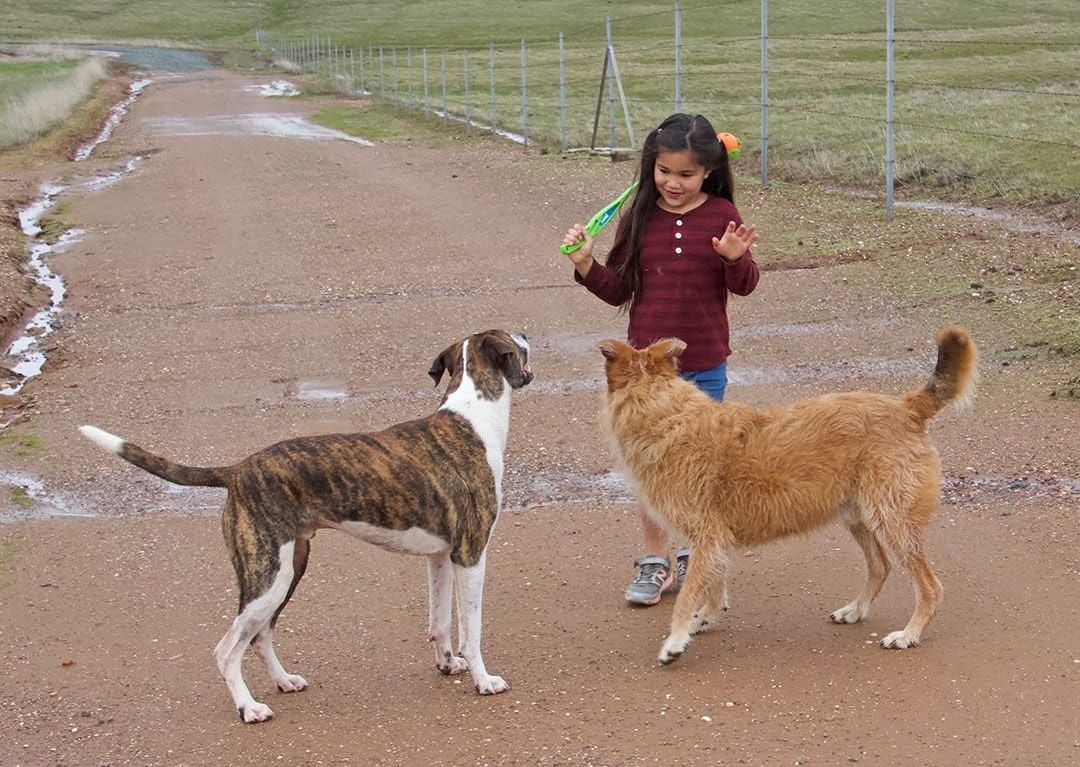 dogs love the chuck-it