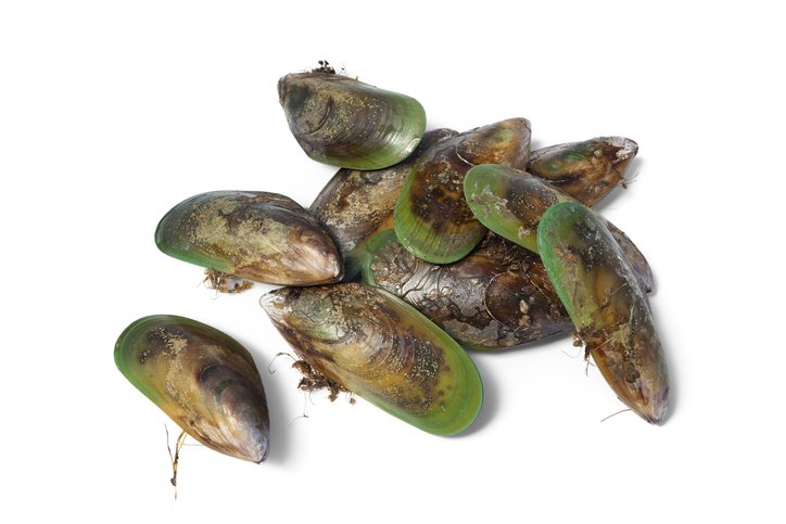 New Zealand green lipped mussels
