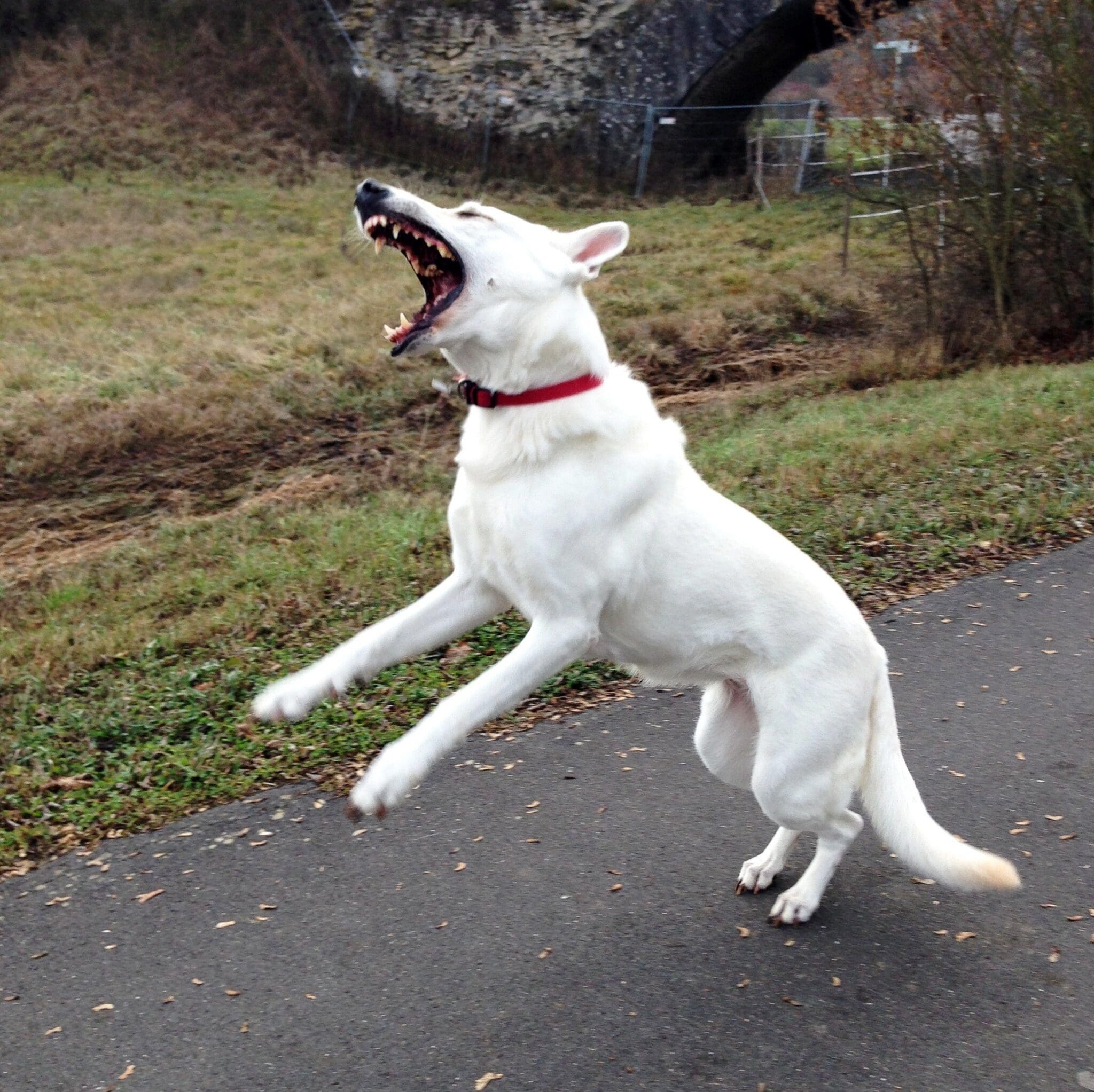 dog snapping at air