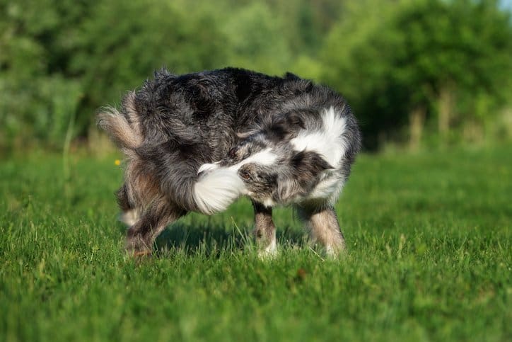 dog chewing tail