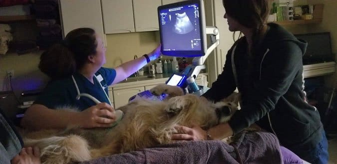 dog getting ultrasound