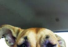 A dog stung by bee in eye with the eye swelling shut and interfering with vision.