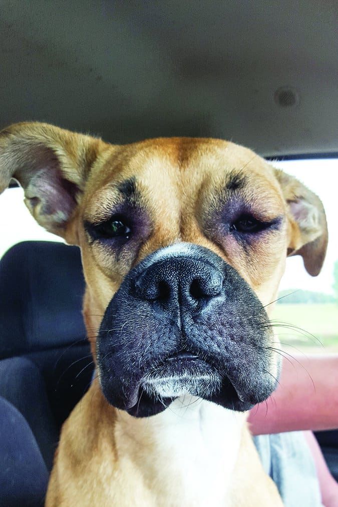 Dog Stung By A Bee Here s How to Treat It Whole Dog Journal