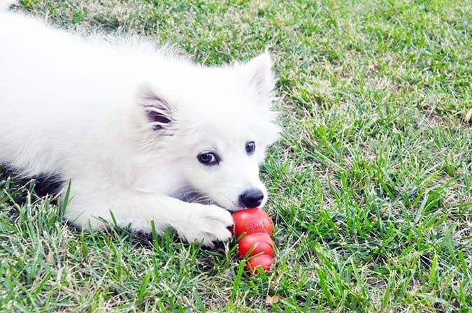 classic kong dog toy