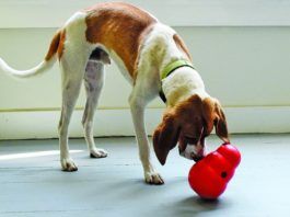 All About Elevated Dog Bowls - Whole Dog Journal