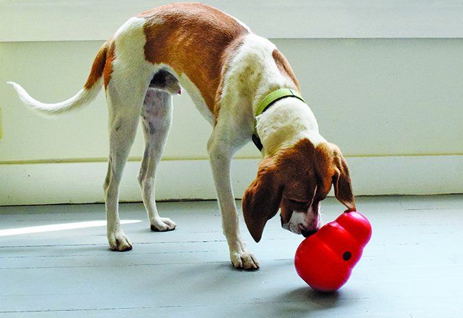 The Best Food Dispensing Dog Toys