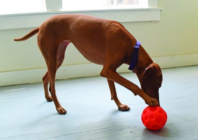 Outward Hound Snuffle N' Treat Interactive Puzzle Ball & Treat Dispenser  Dog Toy, Medium