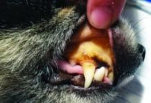 A yellow ting to the skin and gums is one of the clearest sign of liver disease in dogs.