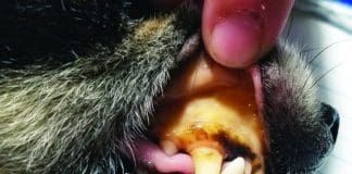 A yellow ting to the skin and gums is one of the clearest sign of liver disease in dogs.