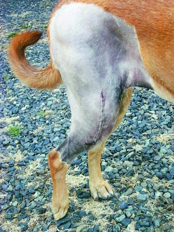 Cranial Cruciate Ligament Repair for Dogs Your Options Whole