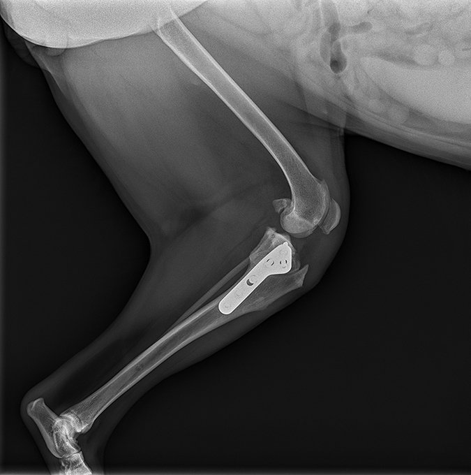 tplo surgery for dogs