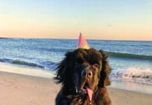 TPLO surgery for dogs is an effective treatment for young and athletic dog's knee injuries.