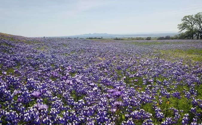 table mountain california