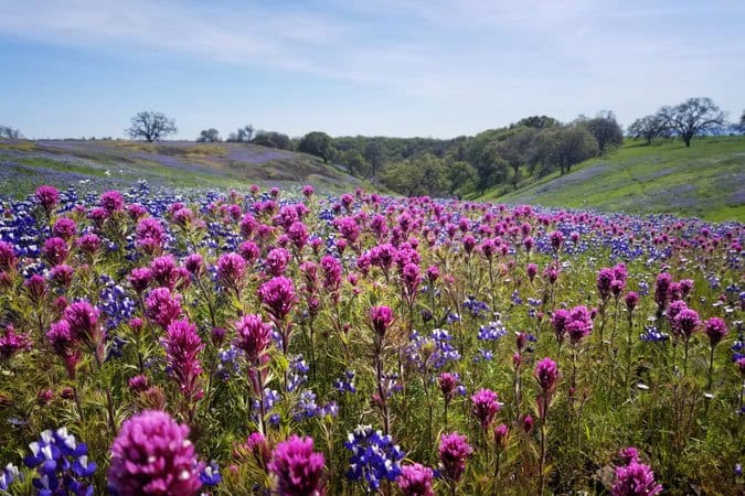 table mountain california