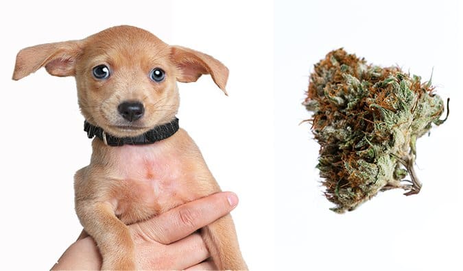 can a dog be allergic to cigarette smoke Marijuana Toxicity in Dogs can a dog be allergic to cigarette smoke Marijuana Toxicity in Dogs