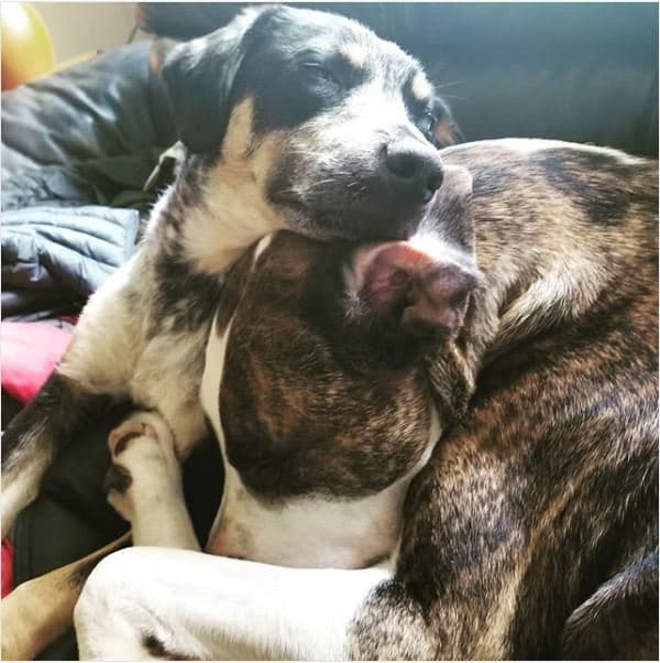 woody and odin cuddling