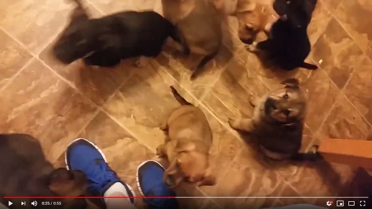 puppies feeding time