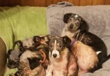 puppies suffering from mange