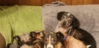 puppies suffering from mange