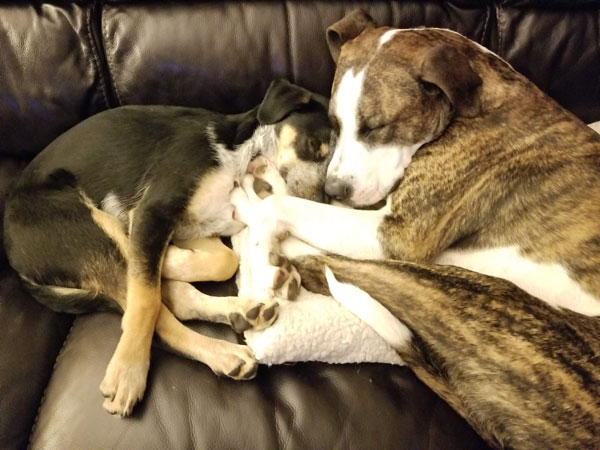 two dogs cuddling together on couch